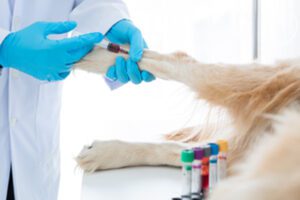 Leia mais sobre o artigo Citologia x Histopatologia: quando indicar cada exame para um diagnóstico mais preciso?