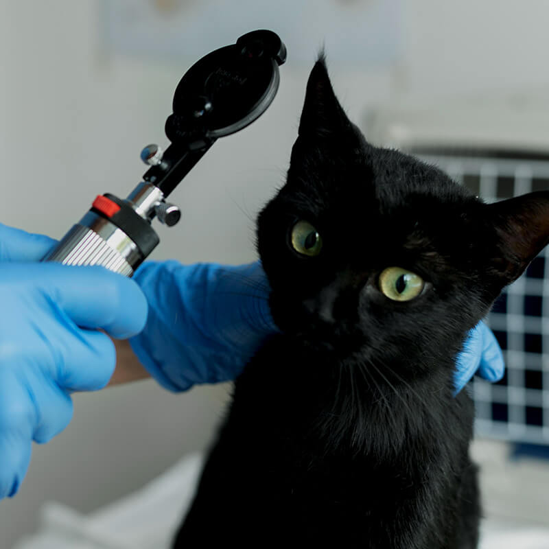 CARROSSEL-SOBRE-LURION-003